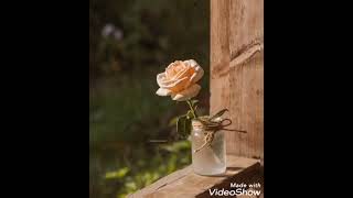 Nəriman Həsənzadə- Nərdivan