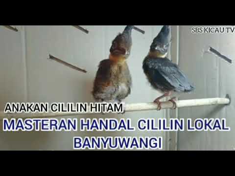 CILILIN HITAM  (CALON GURU VOKAL)