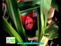 Best of vani jayaram with Ilayaraja Ennullil engo Nee Kettal Naan indraikku taen