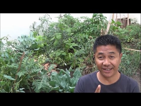 Video: Bertani Organik - Pelajari Tentang Apa yang Membuat Kebun Organik
