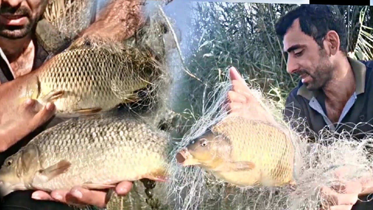 شاهد بعد الانقطاع كانت المفاجأة مبهرة صيد السمك