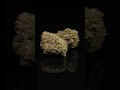 { Ridgeline Lantz } 360 Dry Flower