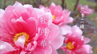 【牡丹華（ボタンハナサク）Peonies bloom】二十四節気・七十二候ノ書