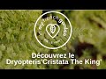 Le dryopteris cristata the king la fausse fougre mle