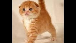 Котята шотландские вислоухие 2 недели / кошка скоттиш страйт и папа скоттиш фолд / их котята Котята шотландские вислоухие 2 недели / кошка скоттиш страйт и папа скоттиш фолд / их котята