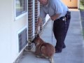 Hotel interdiction with K9 using ScentLogix marijuana training aids Hotel interdiction with K9 using ScentLogix marijuana training aids
