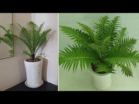 Video Trồng và chăm sóc cây Dương xỉ khổng tước | Grow and... - youtube