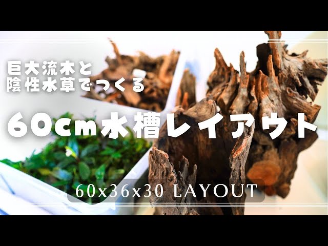 60cm水槽】陰性水草レイアウト作成【アクアリウム】アヌビアス