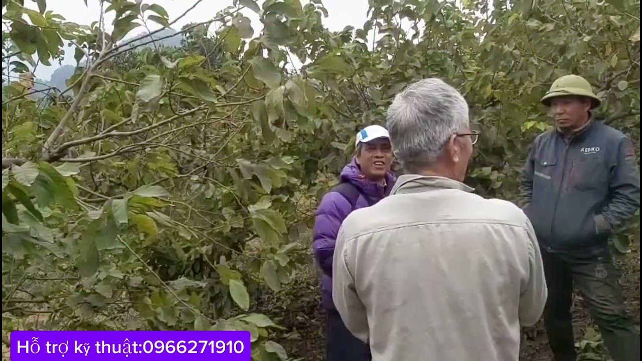 ( Phần 3 ) Kỹ thuật cắt cành, bắt quả cho cây na thái đạt năng suất cao. Zalo 0966271910