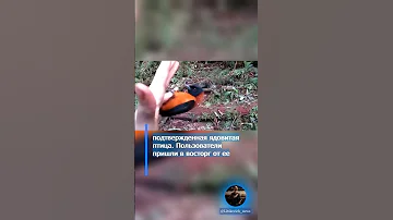 Первая ядовитая птица Капюшонный Питоху