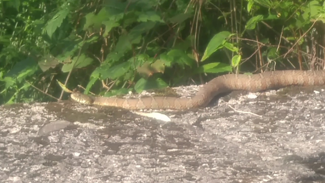 camera iphone 8 plus apk Chilling with some water snakes...