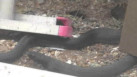 King snake eats rattlesnake part 2.