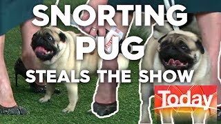 Snorting pug steals our segment for National Dog Day | Today Show Australia