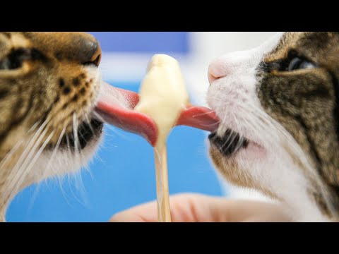 These Cats Are Still Alive And Eating Ice Cream