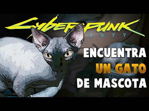 Video: Encontrar una mascota: dónde conseguir un gato