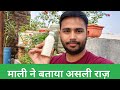 How to use Buttermilk for Plants at home | Champa me Chhaas (Buttermilk) Dalne ke fayde Eco saplings