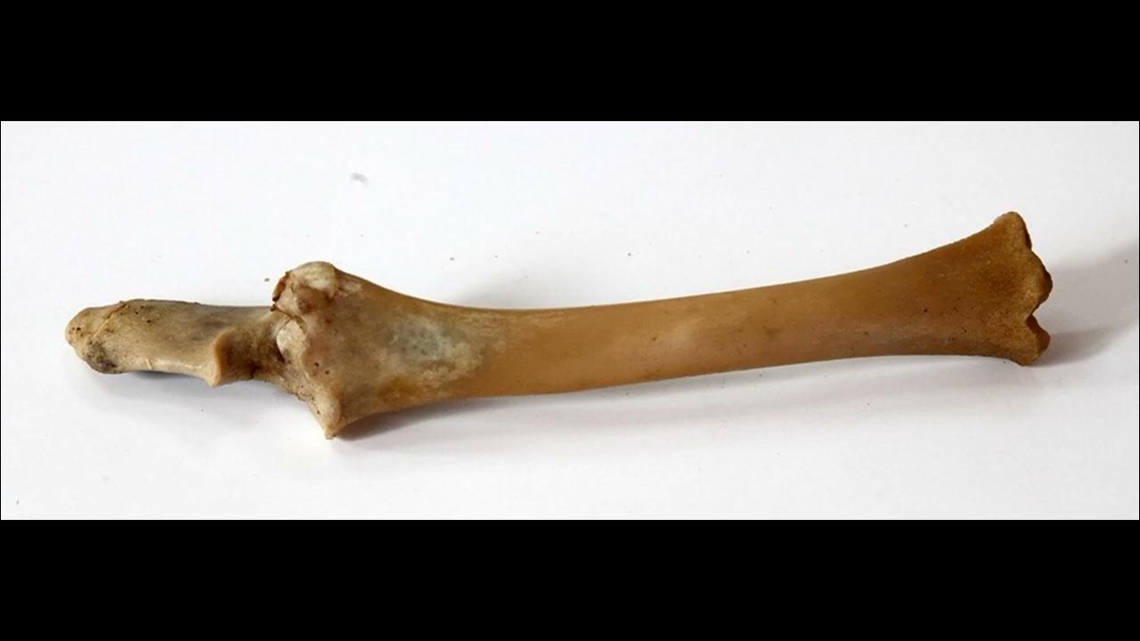 Sexwife cuckold порно әйелі бірге Өсіп кеткен қалпақ