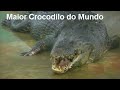 O Maior Crocodilo do Mundo - Crocodile Biggest in The World