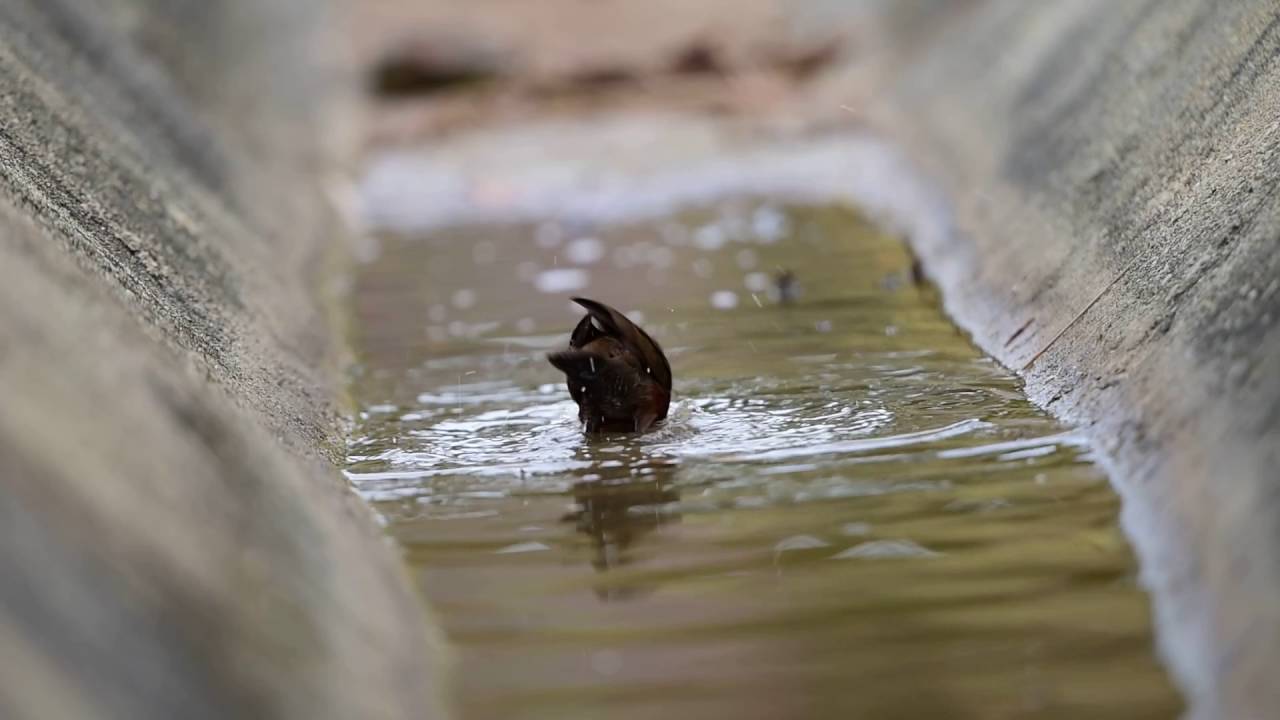 Ruddy-breasted Crake (Porzana fusca) taking a bath 
