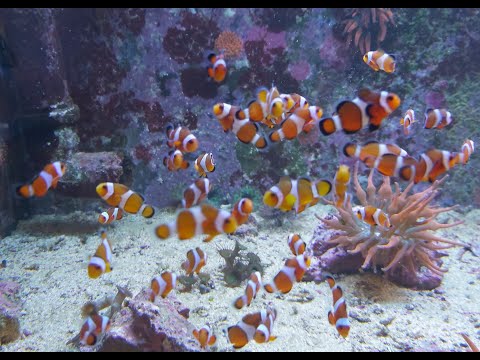 Videó: 5 Hardy Korall Az Első Zátonytartályodhoz