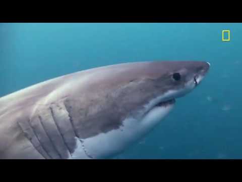 Exclusive Clip: Nat Geo's "GREAT SHARK CHOW DOWN"