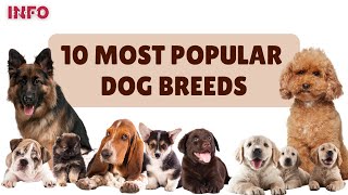 10 Most Popular Dog Breeds | Top 10 dog breeds | Top 10 Best Dog Breeds for You #dog #dogbreeds by Info Engine - Pets 35 views 1 year ago 4 minutes, 39 seconds