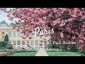 ｛Cherry Blossoms in Paris🌸｝ Sakura in full Bloom｜Stroll Jardin des Plantes｜ Paris Vlog