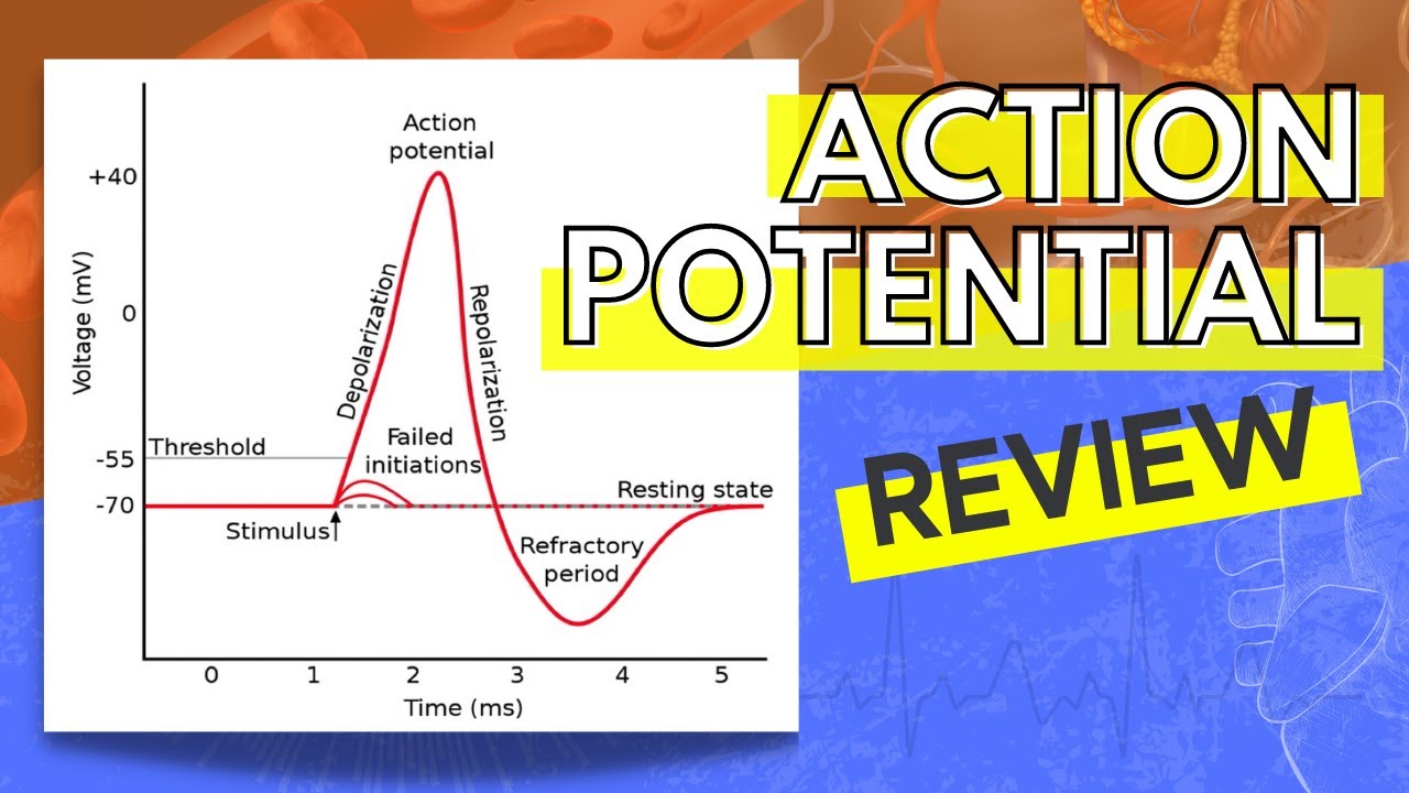 characteristics of graded potentials