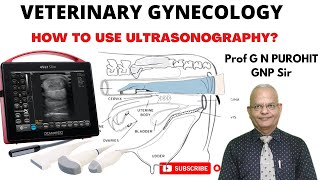 Uncover the Amazing Secrets of Animal Reproduction Through Ultrasonography - You'll Be Surprised!