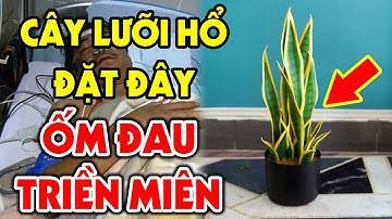 Tuyệt Đối CẤM TRỒNG CÂY LƯỠI HỔ Nếu Còn Đặt Ở Vị Trí ĐẠI KỴ Này, Bỏ Ngày Kẻo Hối Không Kịp