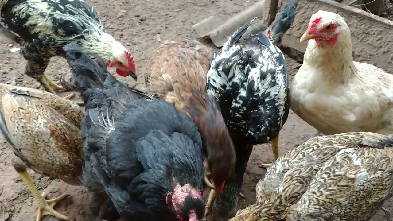 Nova criação de CODORNAS no canal! Falando sobre idéias futuras e mais...