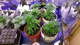 413 grow bosses up date day 42 of veg