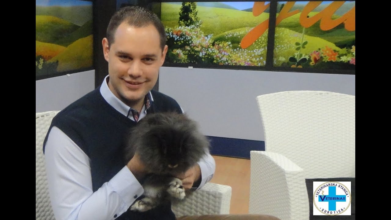 ZEČEVI U STANU, ishrana, nega, najčešće bolesti - Mario Tikvicki, veterinar, RTV City