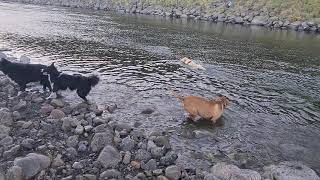 thur nite dog swim hutt river