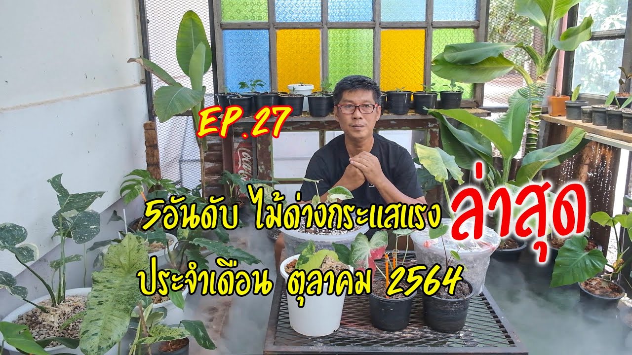 5อันดับไม้ด่างมาแรงประจำเดือน ตุลาคม 2564