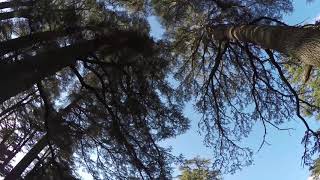 Foret Des Cedres Liban-Bcharré