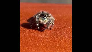 Real Life Lucas the Spider