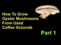 How To Grow Oyster Mushrooms From Used Coffee Grounds Cheap And Easy - Part 1