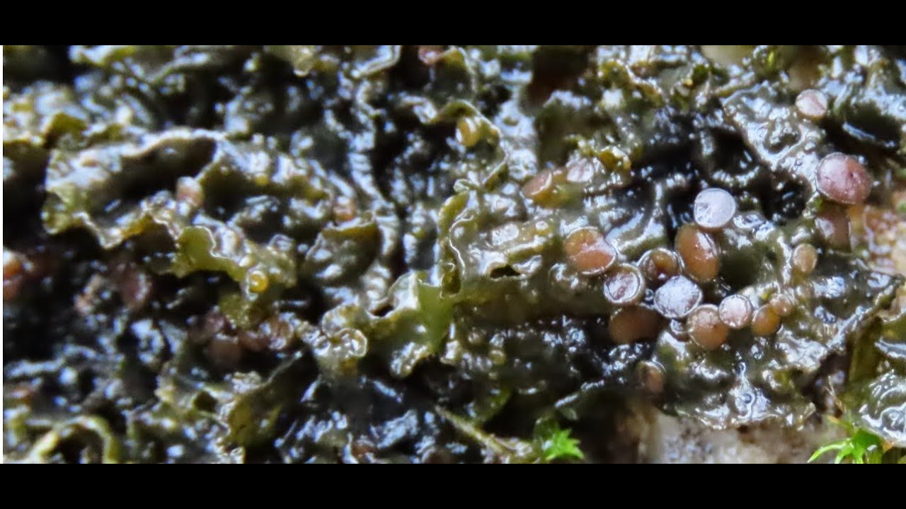 Collema nigrescens button jelly lichen or bat's wing lichen  Greece by Theo Fotiadis