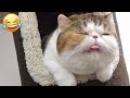Funniest animals 2023  funniest cats and dogs  part 12  happy cats vn