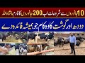 Dairy Farming Business in Pakistan | Meat &amp; Milk Business Idea 2025 | JU Point