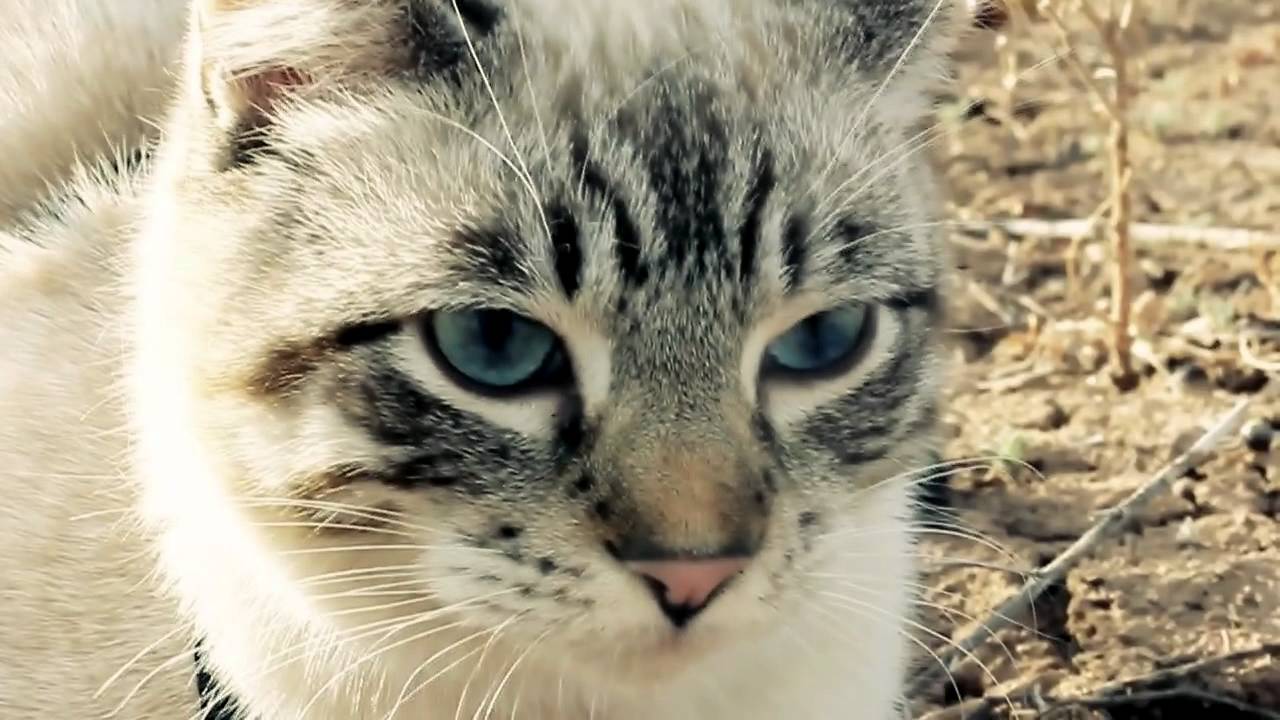 EPIC KITTEN + EXPLOSIONS - YouTube