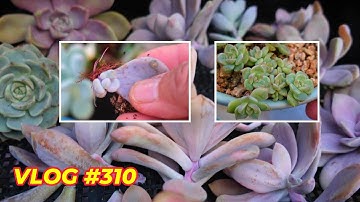 Where I Keep Succulent Propagations | VLOG #310 - Growing Succulents with LizK