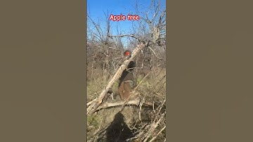 #viralvideo #viralshort #video #viralshorts #vlog #vlog #fyp #tree #trending #stihl #chainsaw #funny