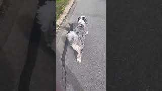 Summer walks day 2 (with Sadie) #walking #dog #fitness #justwalking #lovewalking #walk #walking
