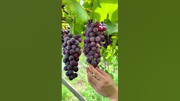 Are grapes sweet or not? 🍇 Grape Picking #FirstPerspective #Immersive Experience