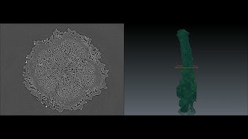 3D visualization of the grape pedicel using X ray computed tomography