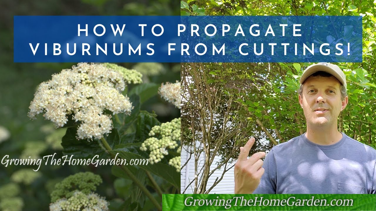 How to Propagate Viburnums from Cuttings (Arrowwood, Shasta, Onondaga, and Japanese Snowball