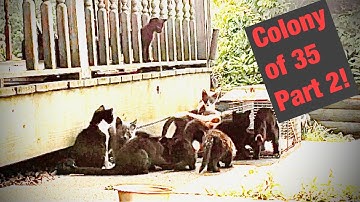 Cat trapping videos- Trapping feral cats TNR Colony of 35 part 2