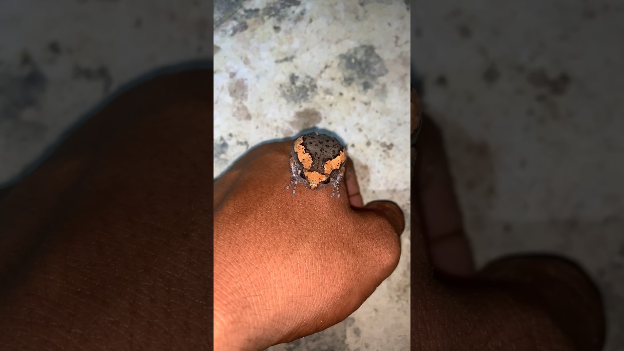 The Crazy frog claims to my hand 🐸🤬 